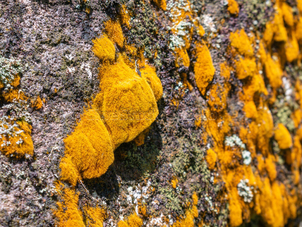 Macro photography showing the intricate organic details of orange lichen on a stone.