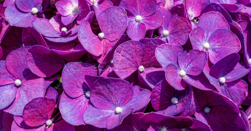 Extreme macro shot of brilliant purple Hydrangea petals with intricate details.