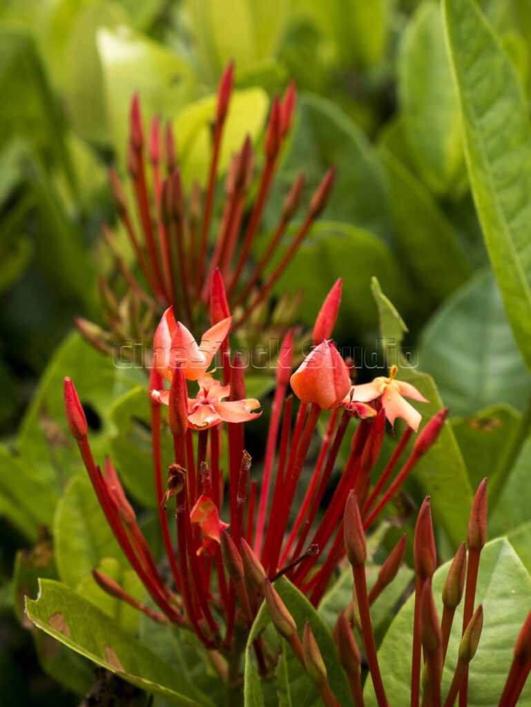 Macro photography of sharp red Ixora flower bud stalks before blooming.