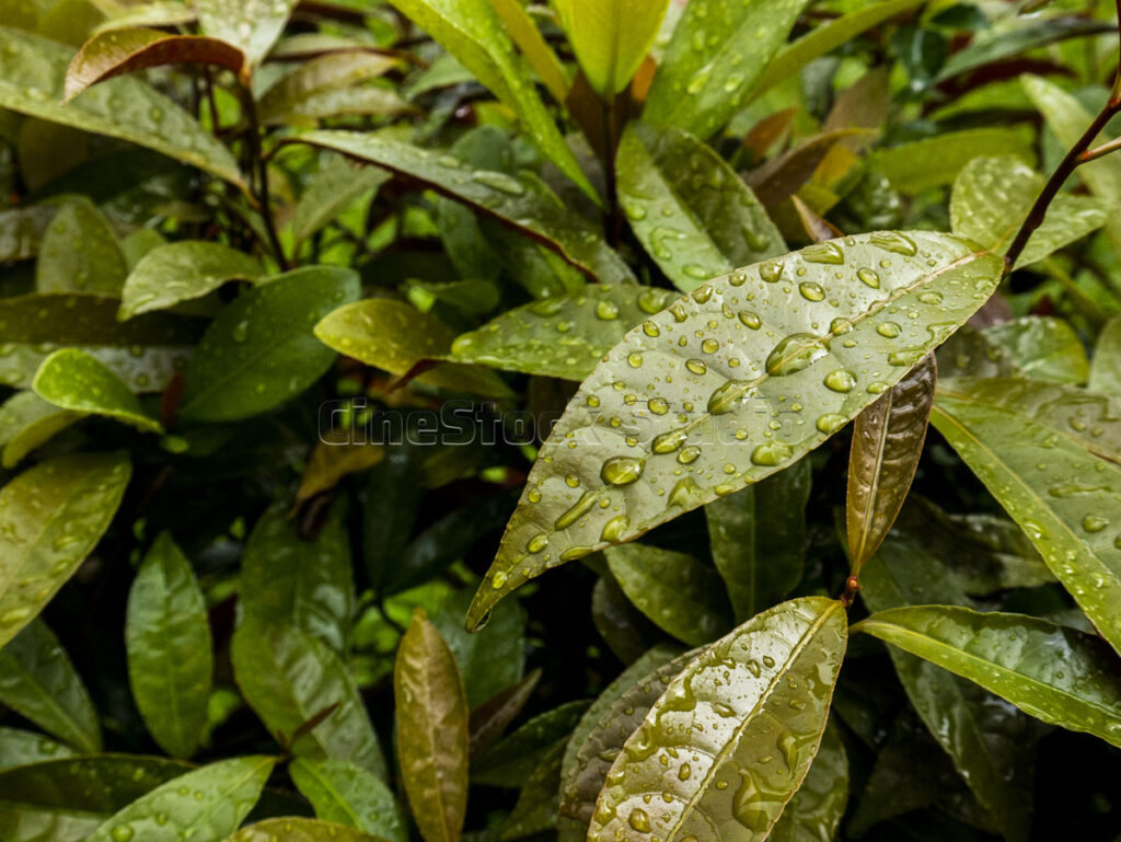 Macro view of wet foliage with raindrops on surface texture.