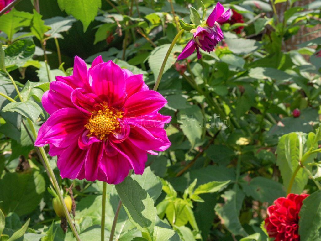 Close-up of a stunning magenta Dahlia flower showing intricate petal layers.