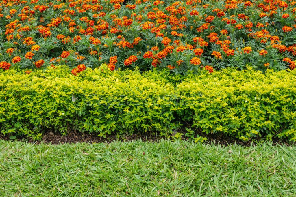 Landscape shot of a manicured flower bed with orange Marigolds and neatly trimmed lawn.
