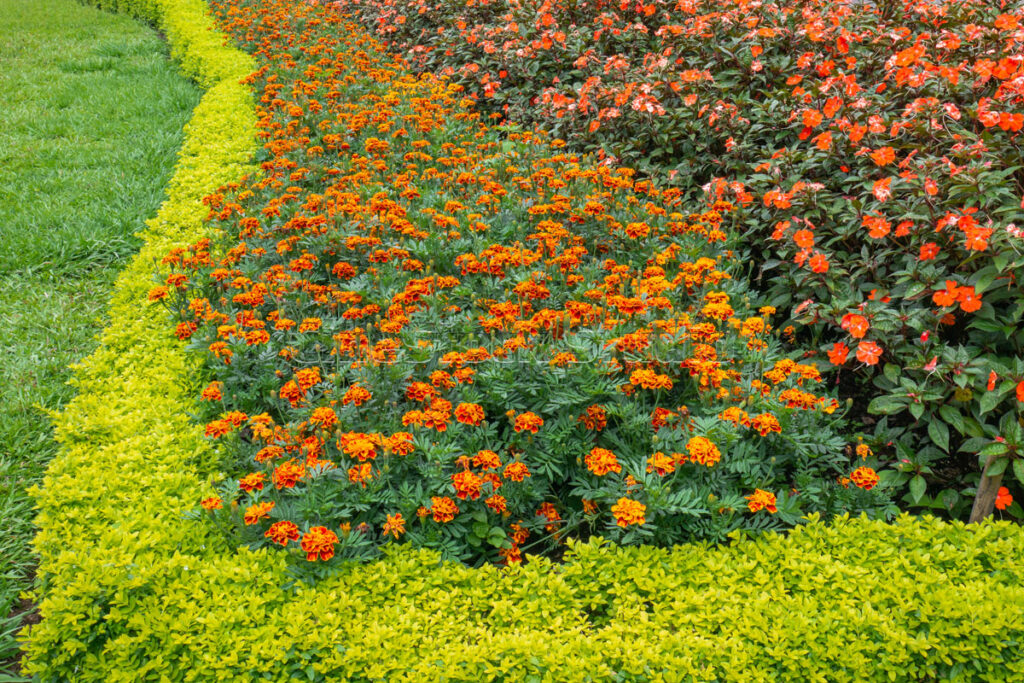 A beautiful garden border featuring orange Marigolds and bright yellow-green hedges.