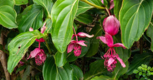 Several clusters of pink Medinilla magnifica flowers hanging from a lush tropical shrub.
