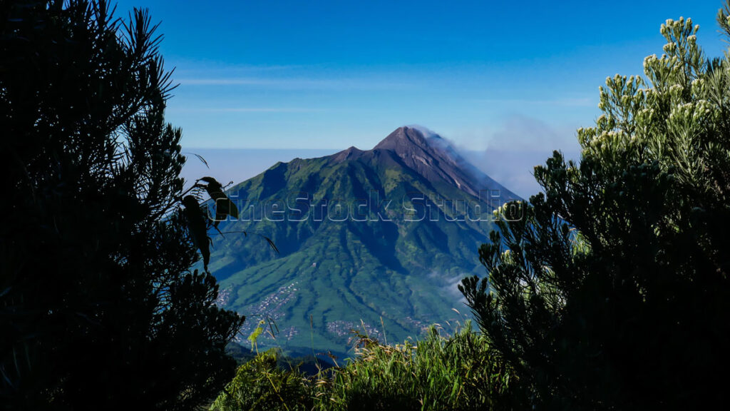 Lush Anaphalis javanica bushes overlooking the deep valleys of the Merbabu mountains.