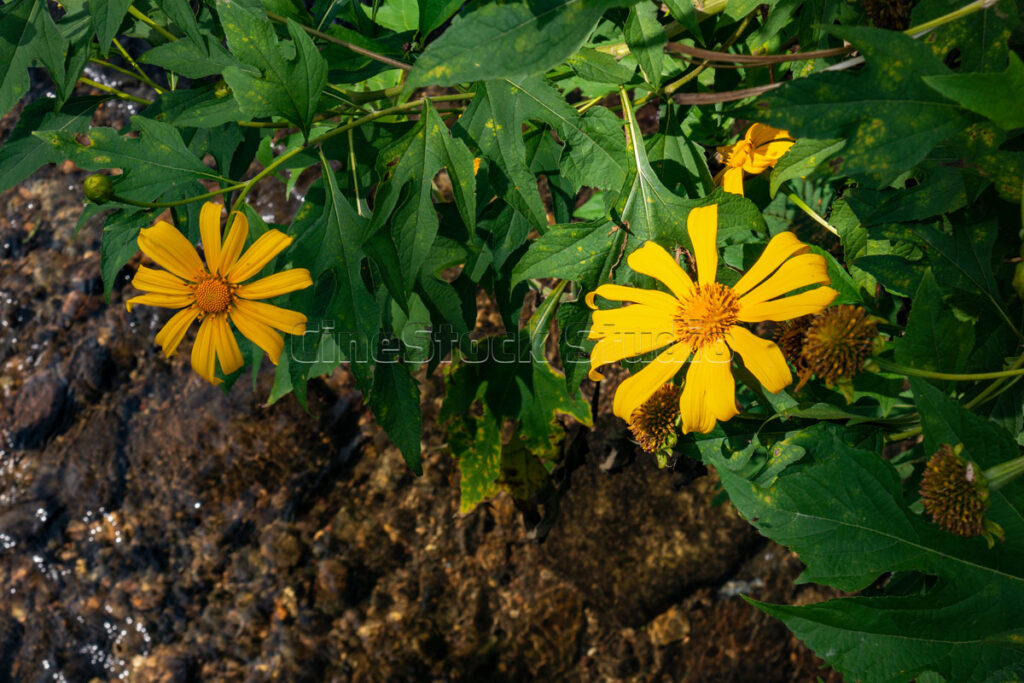 Two yellow Mexican sunflowers blooming near the ground with green leaves.