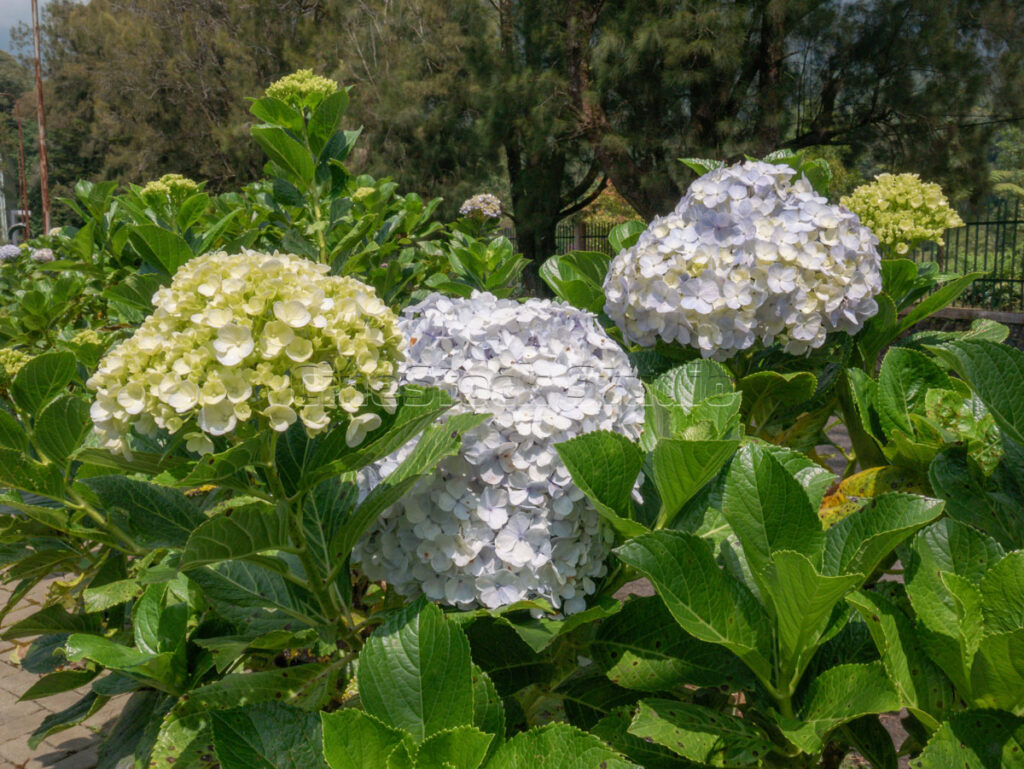 White hydrangea flowers blooming in tropical botanical garden, Indonesia.