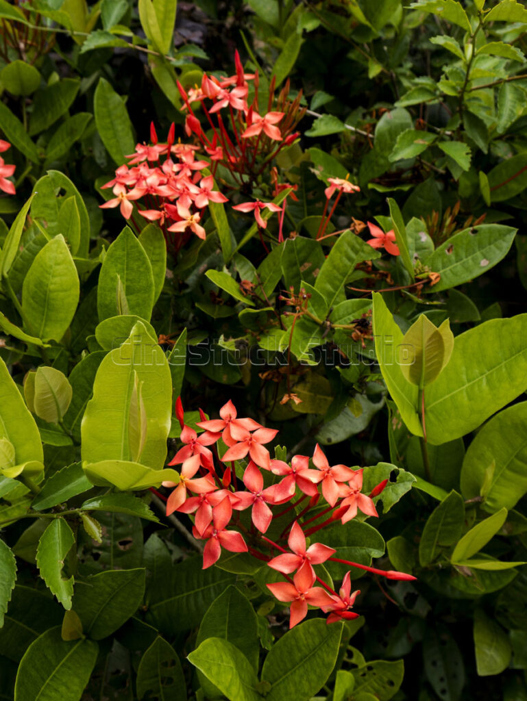 Two separate clusters of blooming red Ixora flowers on a single plant.
