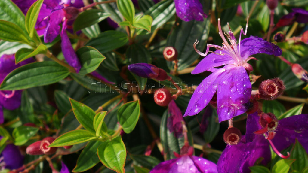 Several purple Tibouchina blossoms growing together in a bright outdoor setting.