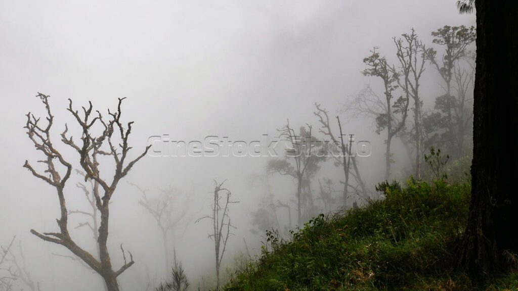 Silhouettes of dry trees with few leaves and unique branches in the mountains covered in thick fog.