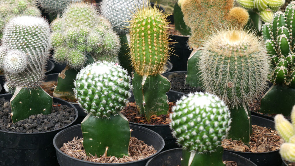 Group of Notocactus Magnificus Cactus and Succulents.