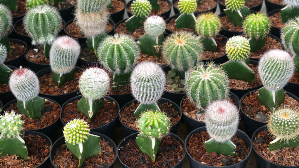 Various small Cactus and Succulents in black pots.