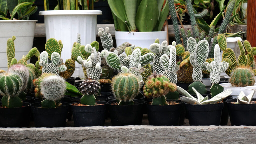 Opuntia Microdasys Cactus and Succulents in small pots.