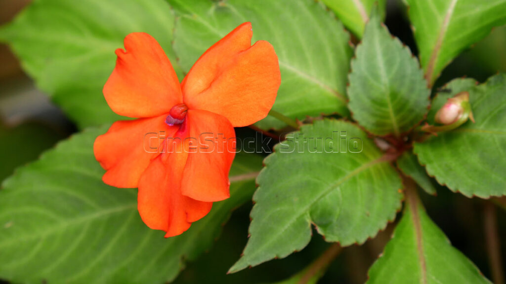 Vibrant orange Busy Lizzie flower captured in a bright outdoor setting.