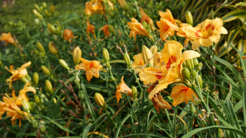 A vibrant field of orange Daylilies blooming abundantly in a lush green garden.