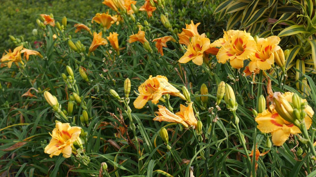 A field of vibrant orange Daylily flowers blooming in a lush green garden.