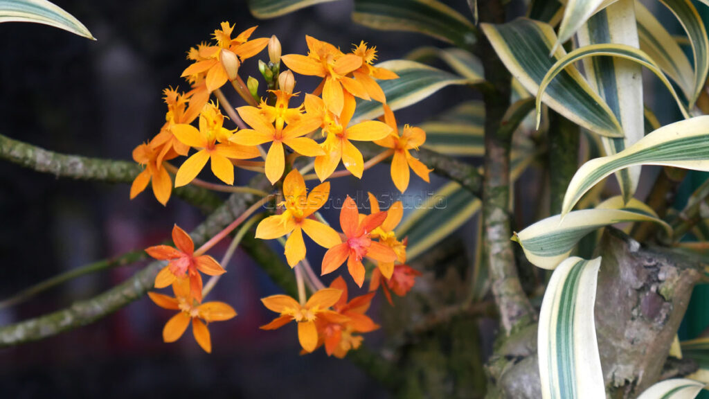 Orange Fire-star Orchid blooming in front of variegated green and white leaves.
