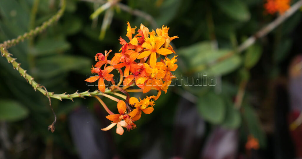 Side view of an orange Epidendrum radicans orchid blooming on a long reed like stem.