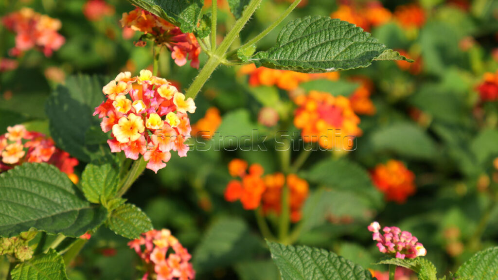Close up Beauty of Lantana Flowers.