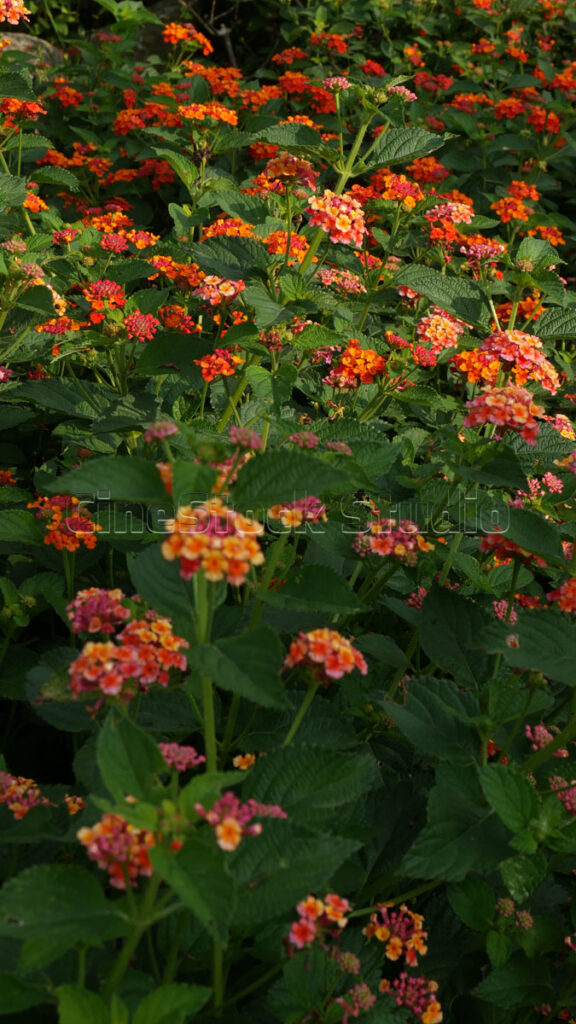 Beauty of Lantana Flowers in Bright Colors.
