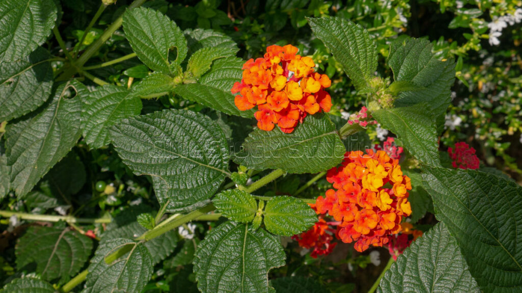Top View of Vibrant Lantana Camara Flowers.