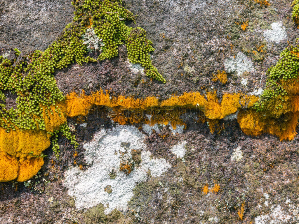 A natural combination of bright orange lichen and green moss on a dark stone wall.