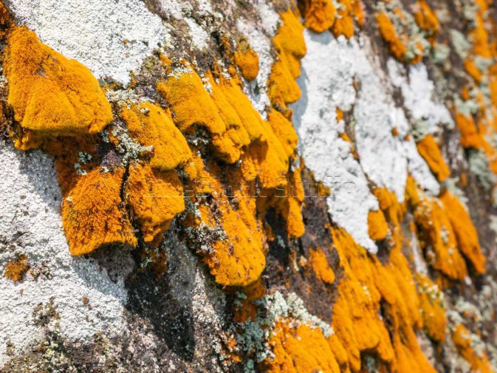 Vibrant orange lichen growing in thick patches across a textured grey rock surface.