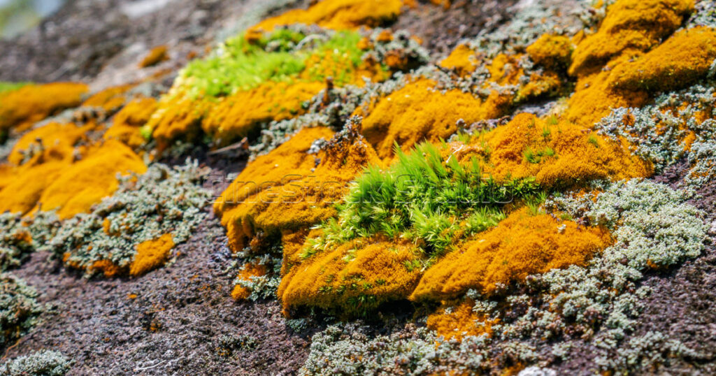 A scenic cluster of orange lichen and soft green moss growing on a large boulder.