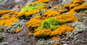 A scenic cluster of orange lichen and soft green moss growing on a large boulder.