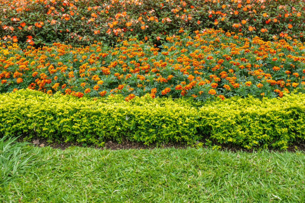Rows of orange Marigold flowers planted alongside a fresh green grass field.