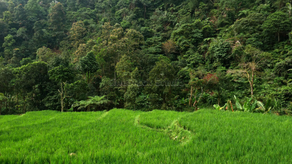 A natural trail through the green terraced rice fields, set against the serene backdrop of lush forest trees.
