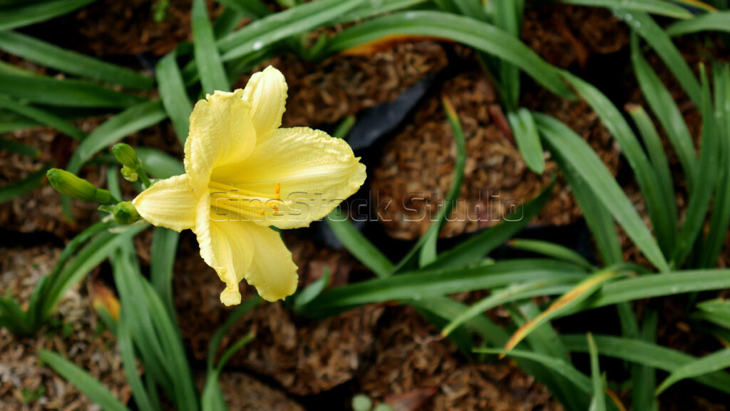 A pale yellow Daylily flower blooming amidst dark green foliage.