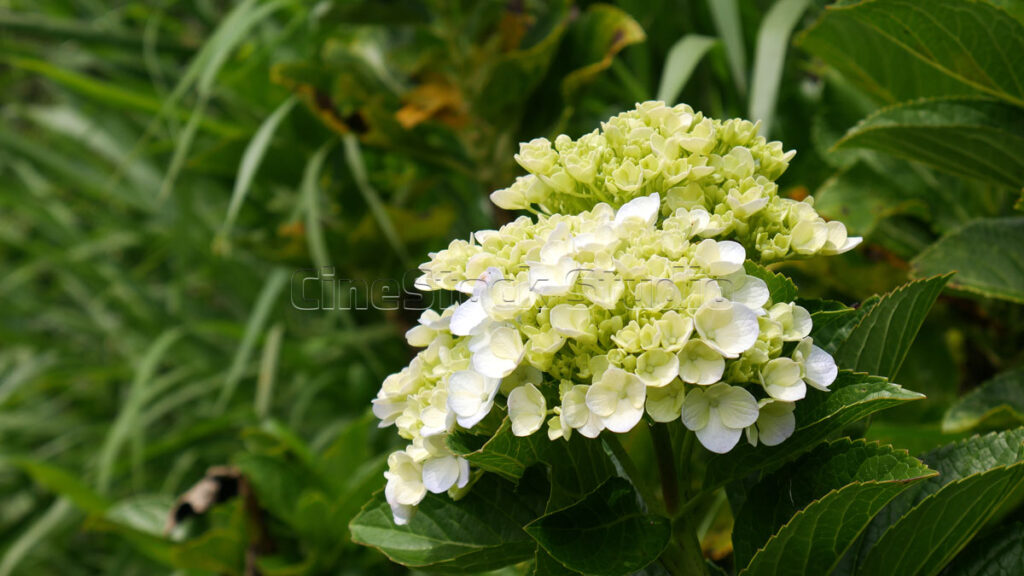 Close up Green Hydrangea Flower with Fresh Petal Details.