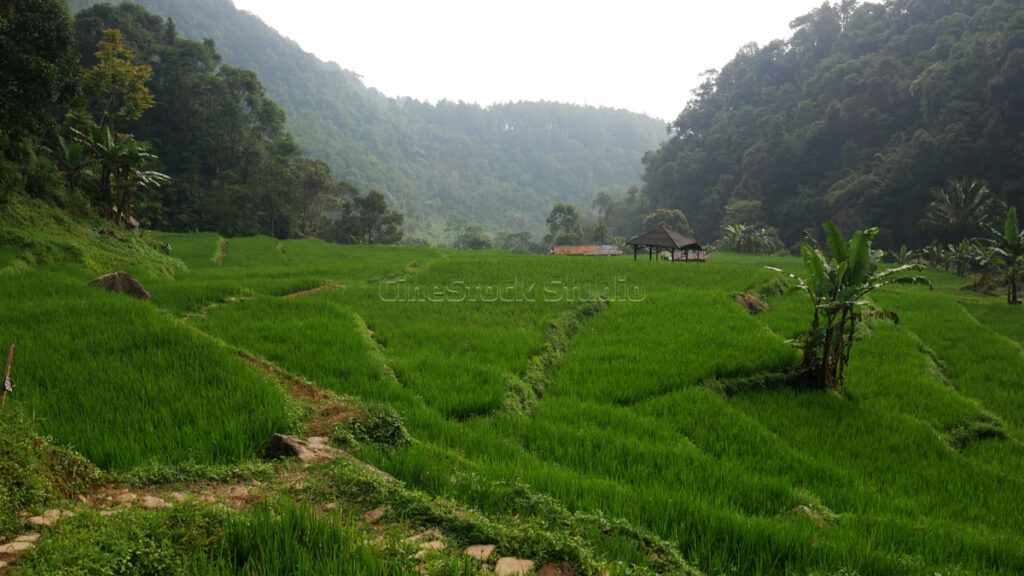 A vast expanse of lush green rice fields with a distant hut, surrounded by tropical forests.