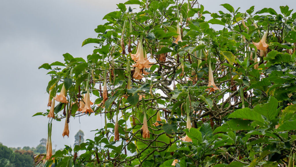 Large peach-colored Angel's Trumpet flowers hanging from a lush green tree branch.