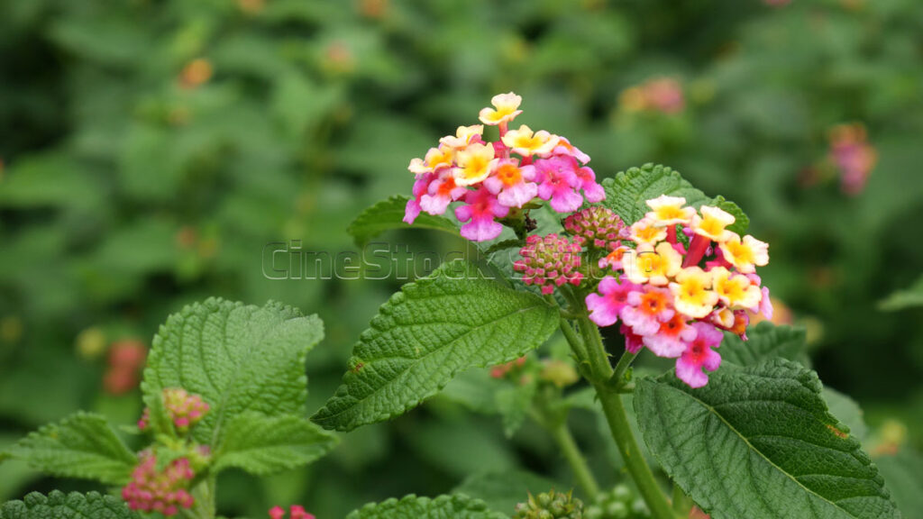 The beauty of Lantana flowers with beautiful color combinations.