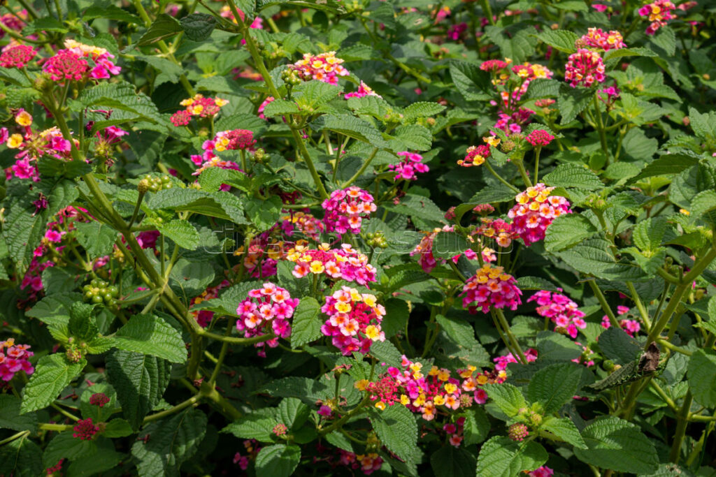 Close-up of Pink and Yellow Lantana Camara Clusters.