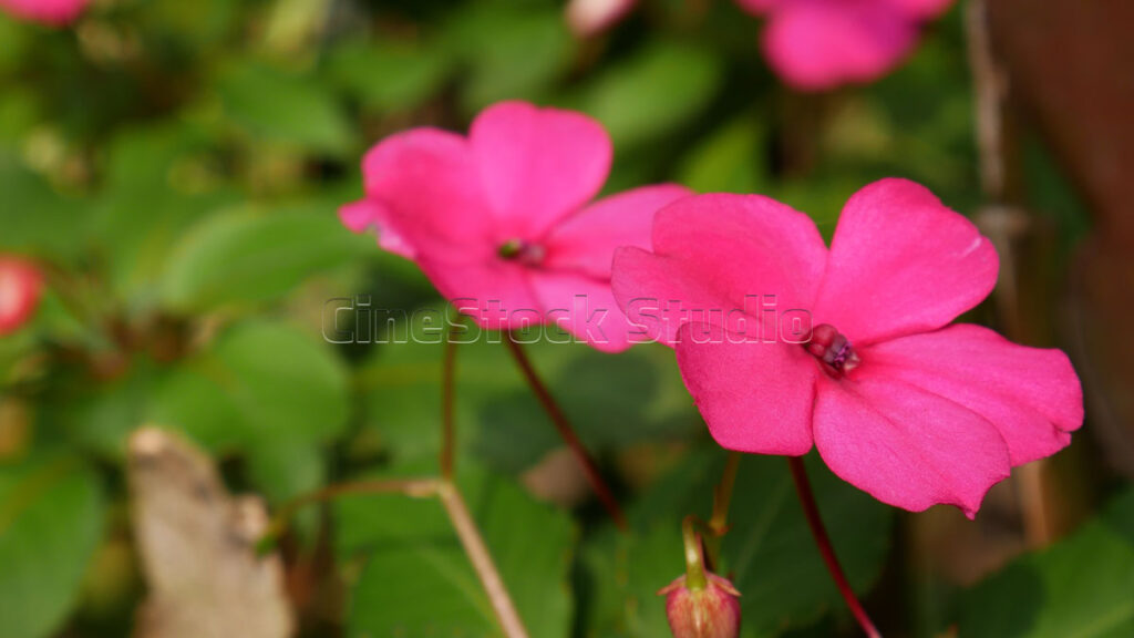 Two bright pink Busy Lizzie blossoms growing in a lush summer garden.