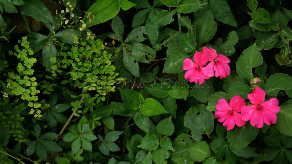 Pink Impatiens walleriana flowers blooming as a natural ground cover in the bush.