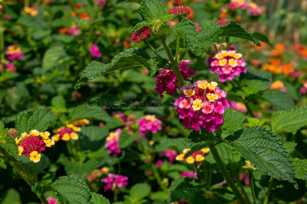 Vibrant Pink and Yellow Lantana Camara Blossoms.