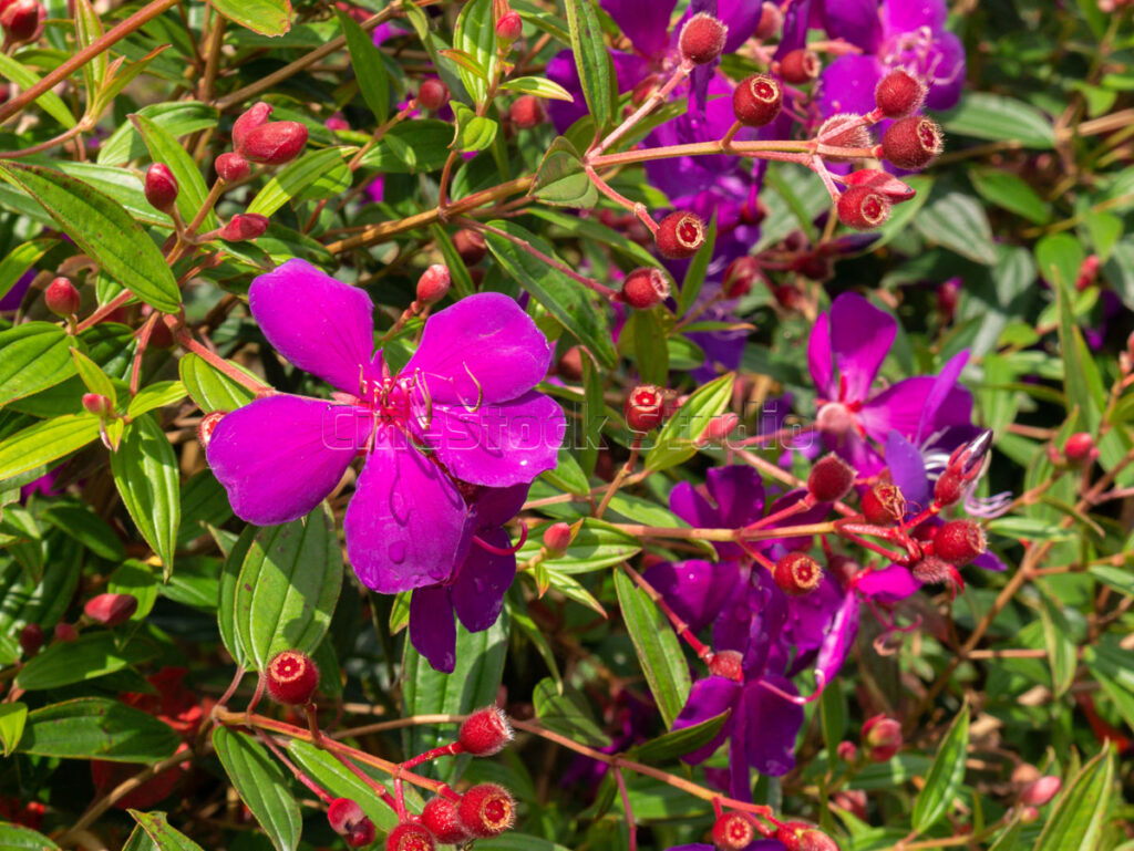 Vibrant purple Princess Flower or Tibouchina urvilleana in full bloom.