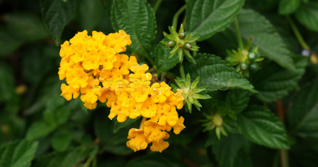 Close up yellow Lantana Camara Flower.