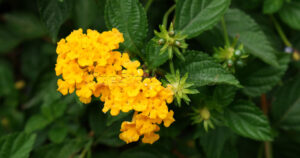 Close up yellow Lantana Camara Flower.
