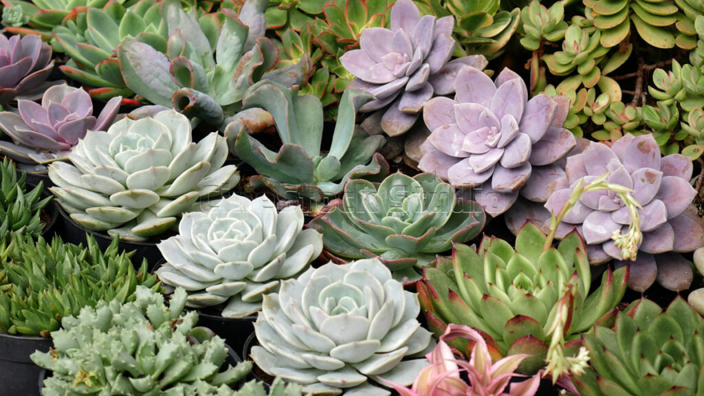 Purple Echeveria species of Cactus and Succulents.