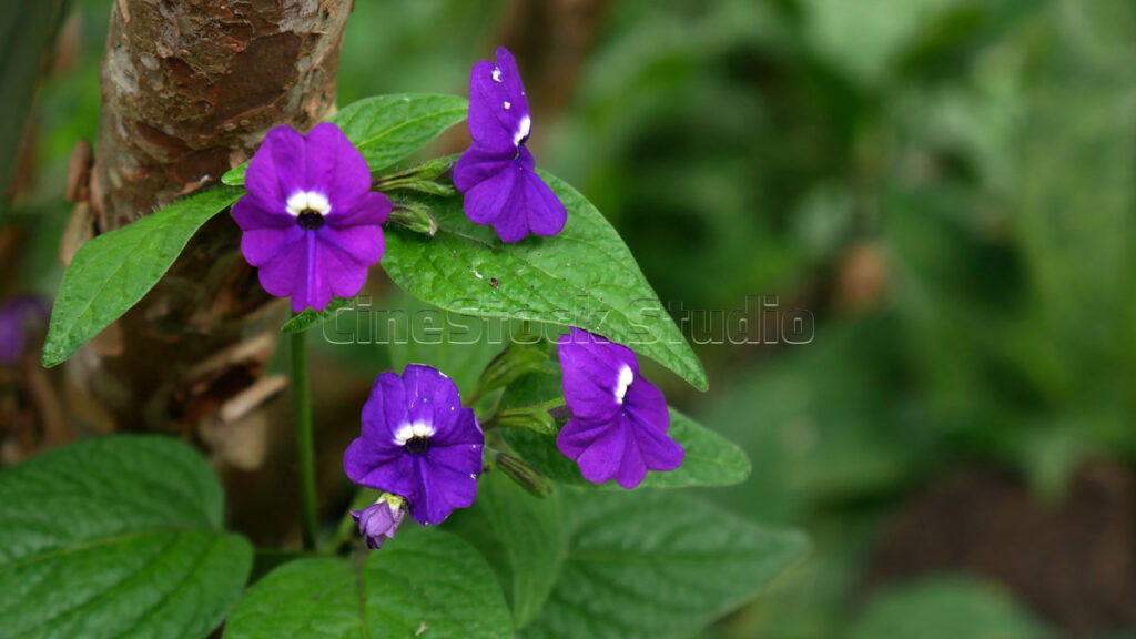 Small purple Impatiens flowers blooming against a rustic garden wall.