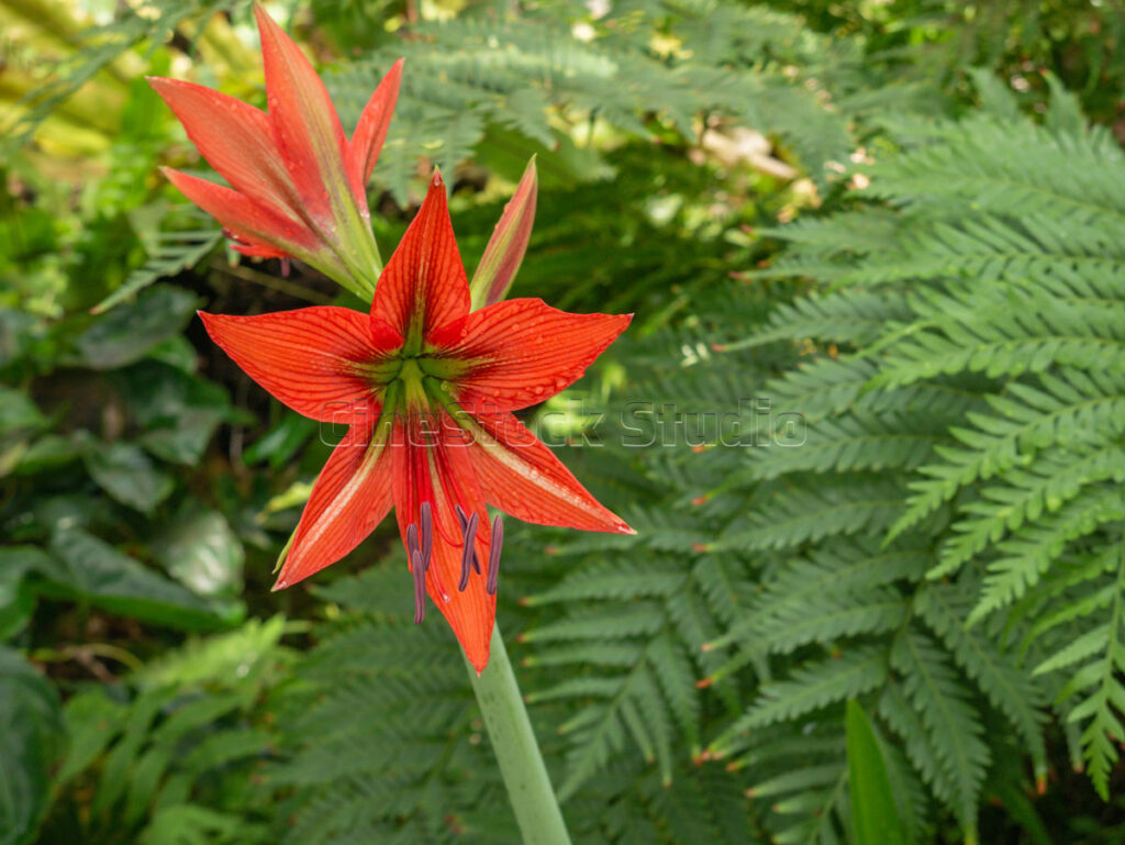 Two red Amaryllis flowers blooming on a thick stalk in a tropical garden.