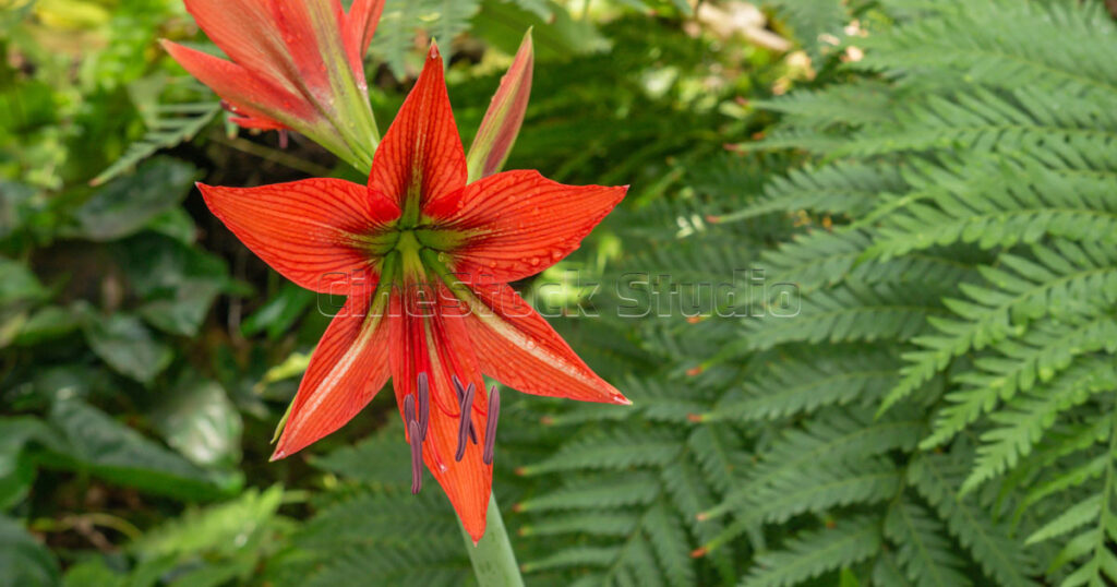 Two red Amaryllis flowers blooming on a thick stalk in a tropical garden.