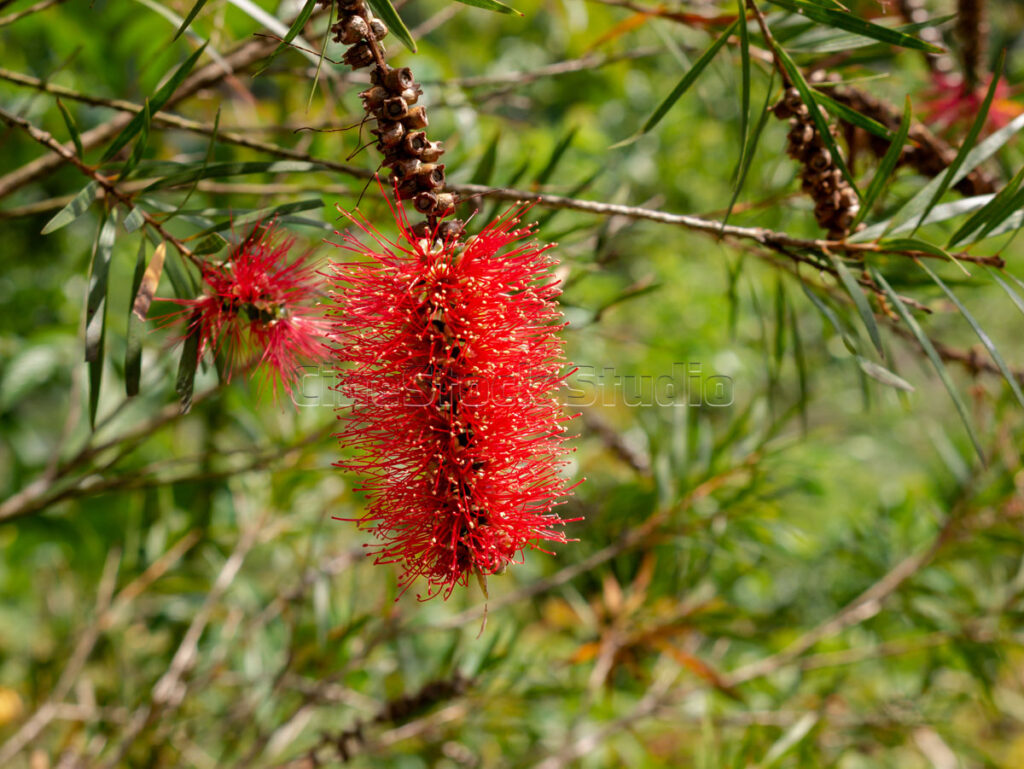 A single vibrant red Bottlebrush flower blooming on a green leafy branch.
