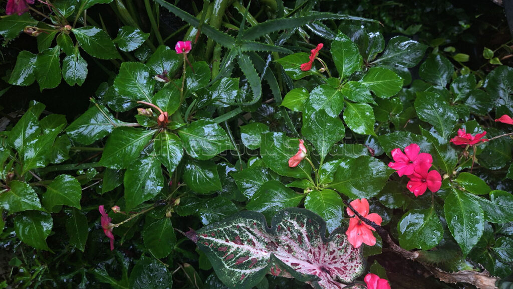 Red Busy Lizzie flowers drenched in raindrops on green leaves after rain.