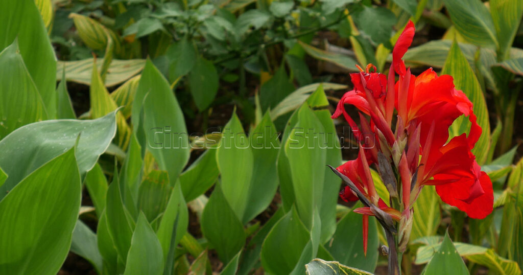 Vibrant red Canna indica flowers blooming with large tropical green leaves.